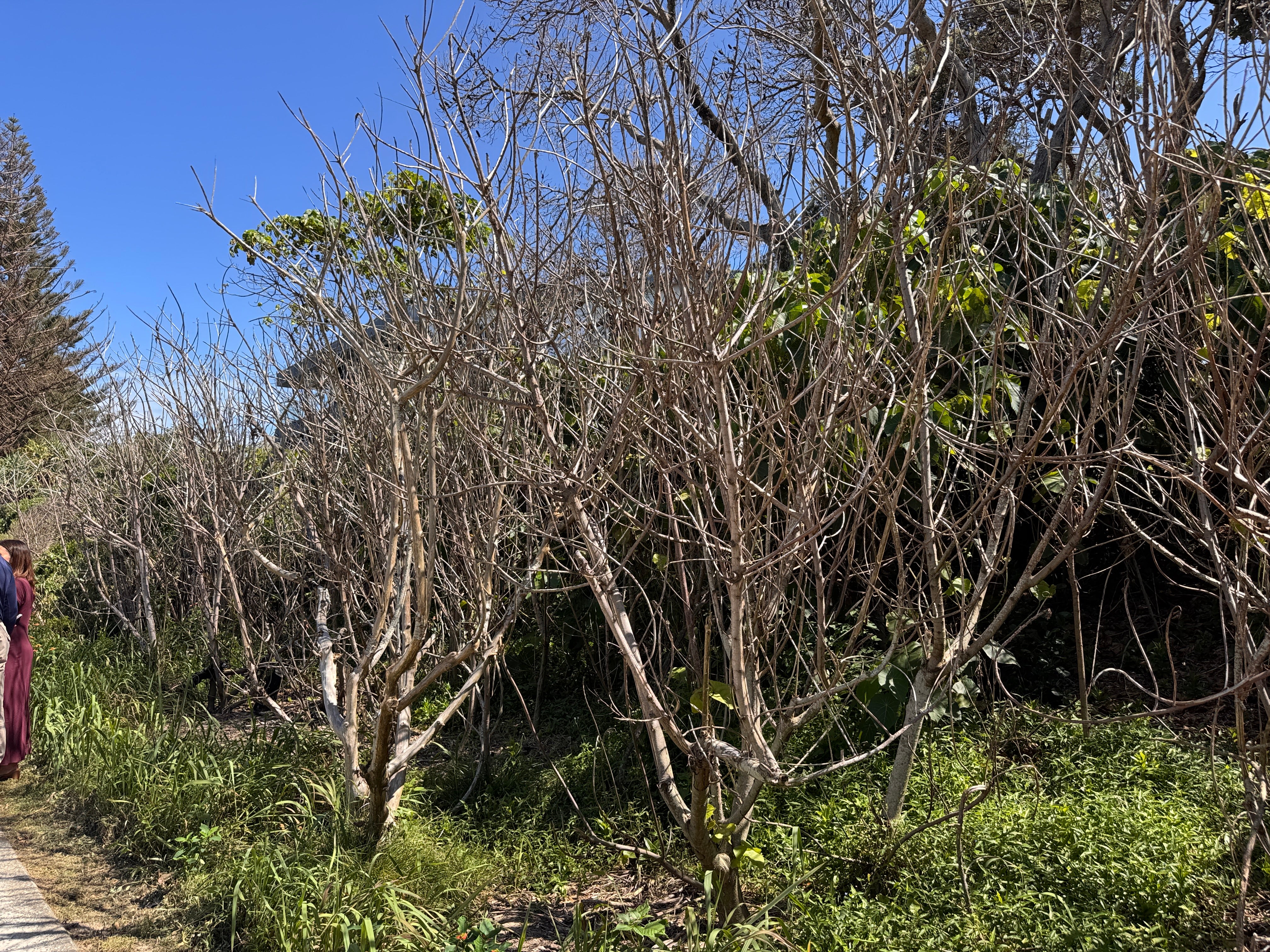 Tree decline