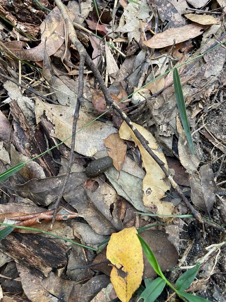 Koala-scat-768x1024.jpg