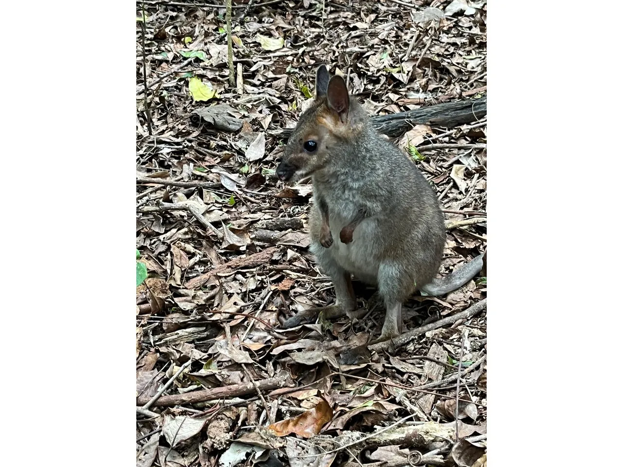 Layla the pademelon.