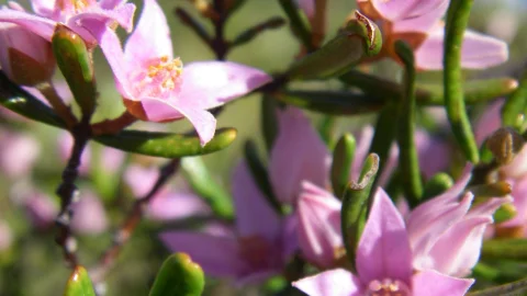 Wildflowers are bloomin’ lovely