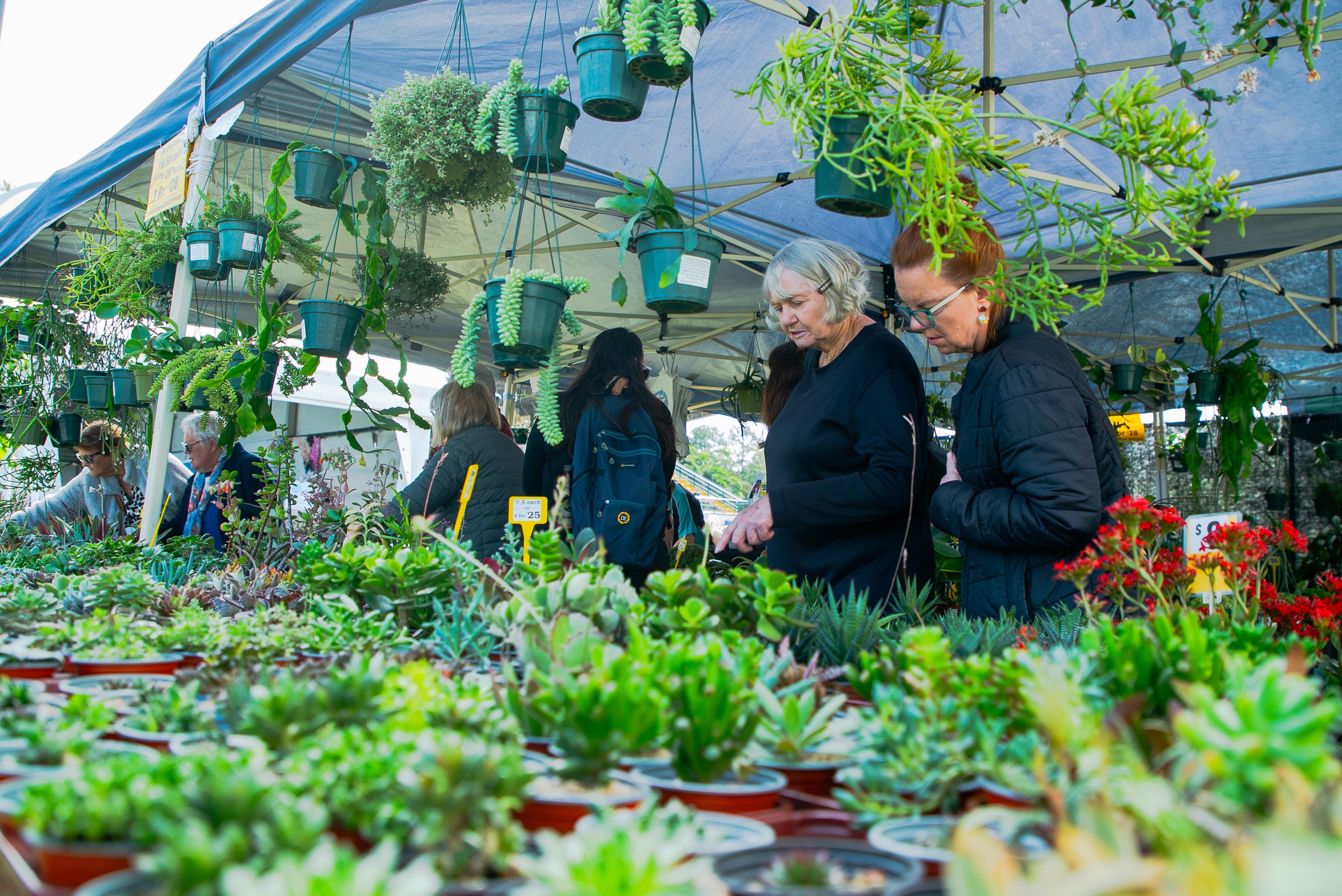 Gardeners browsing the range of plants at the Qld Garden Show