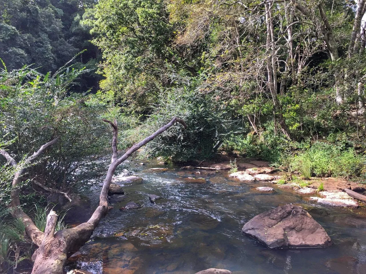 46833_Maleny%20Trail%20to%20Reynolds%20Crossing%20IMG_2328-01.jpeg