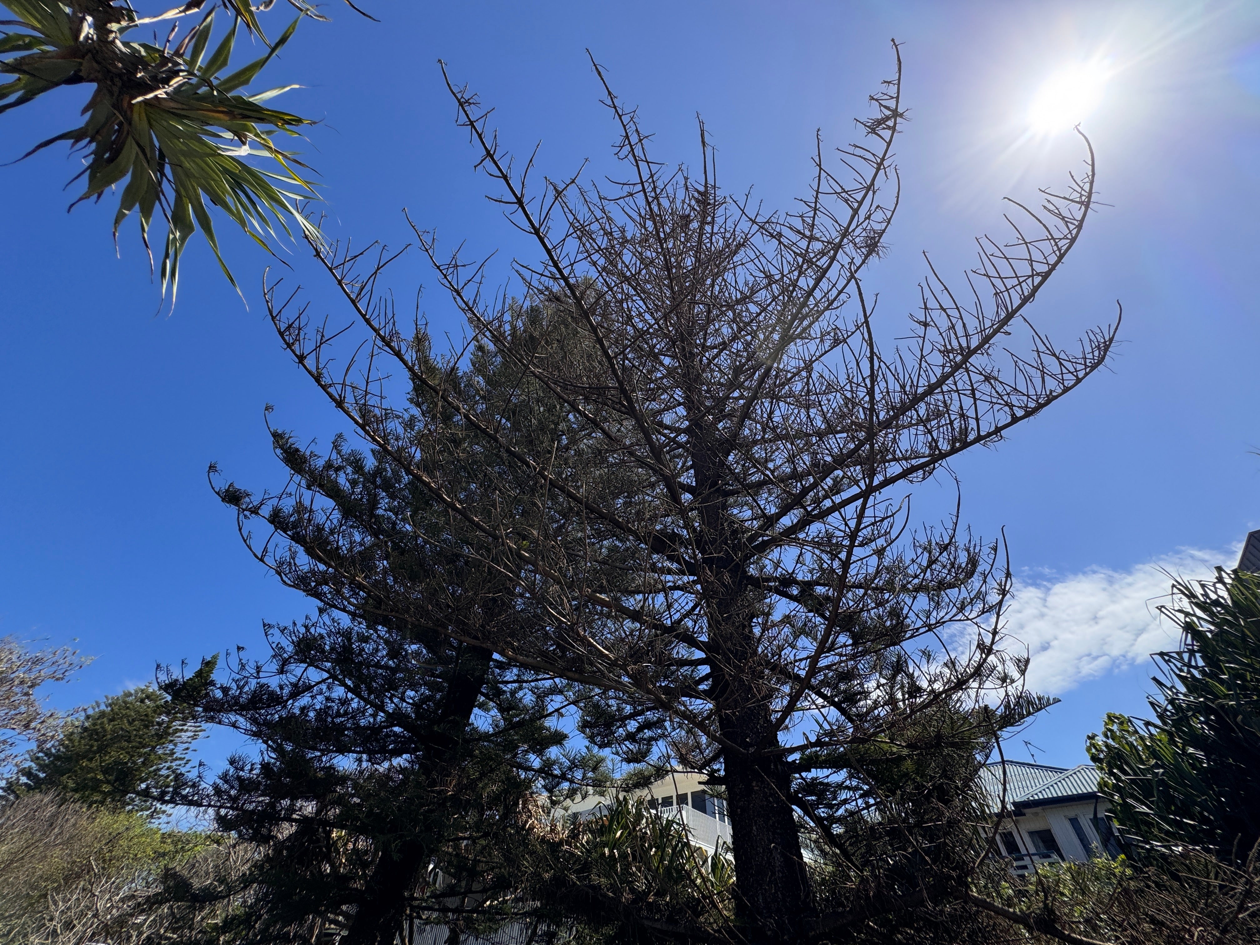 Tree decline