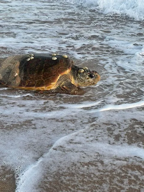 Critically endangered loggerhead turtle on Shelly Beach