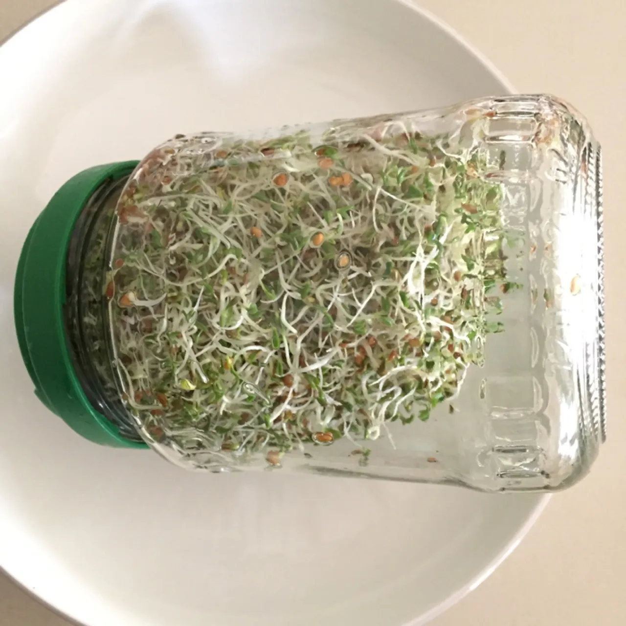 Sprouts in the jar are almost ready