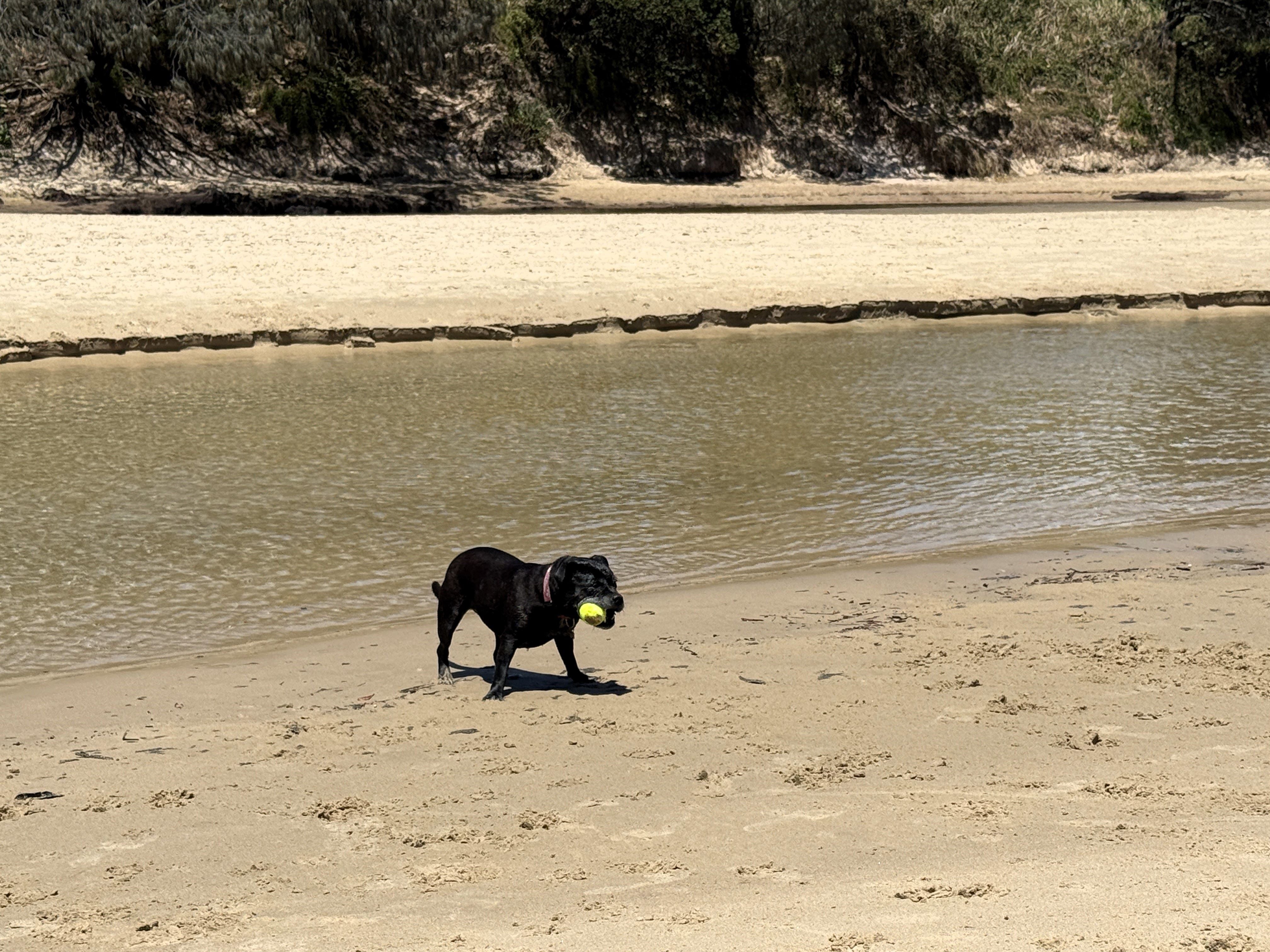 Dog playing near water on beach