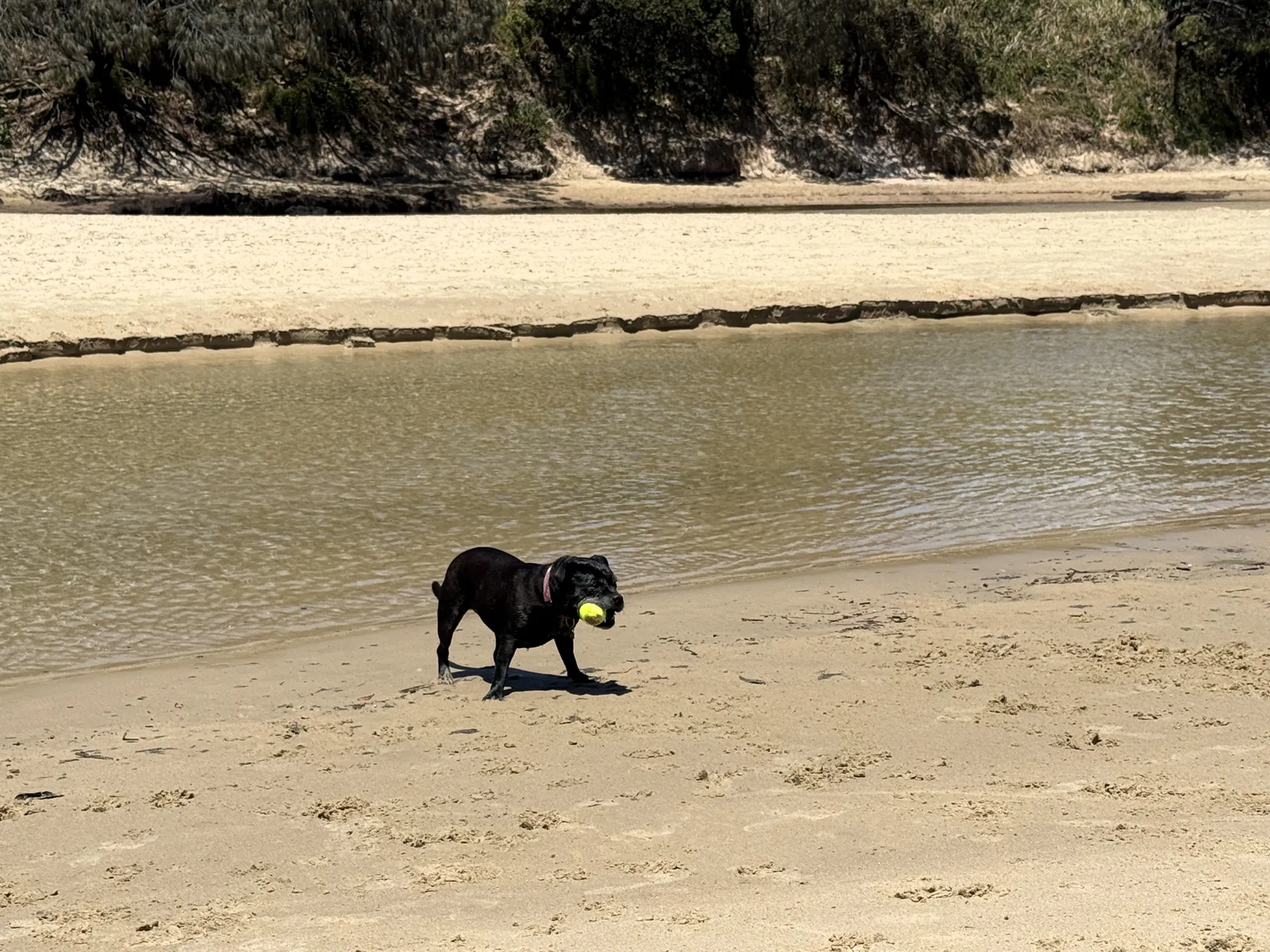 Dog playing near water on beach