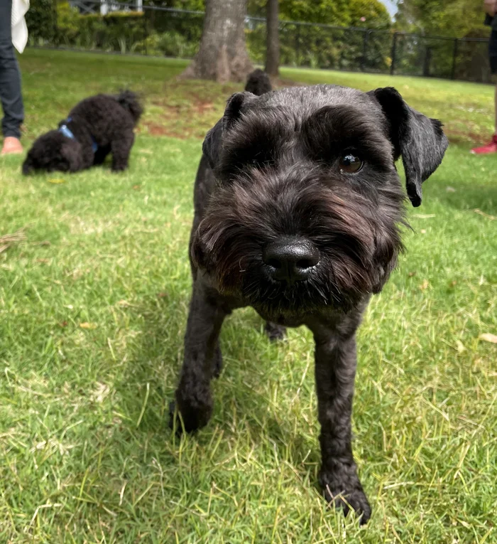 Barks of support for new dog area