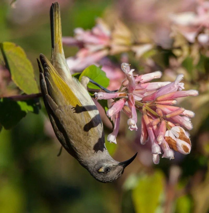 Brown Honeyeater 3_Rod Edmonds-1774.jpg
