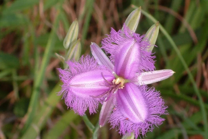 Fringed-Lily-Thysanotus-tuberosus.jpg
