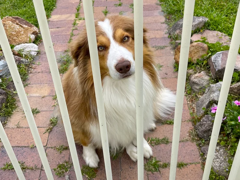 Dog Safety Week 2025. Dog behind the bars. 