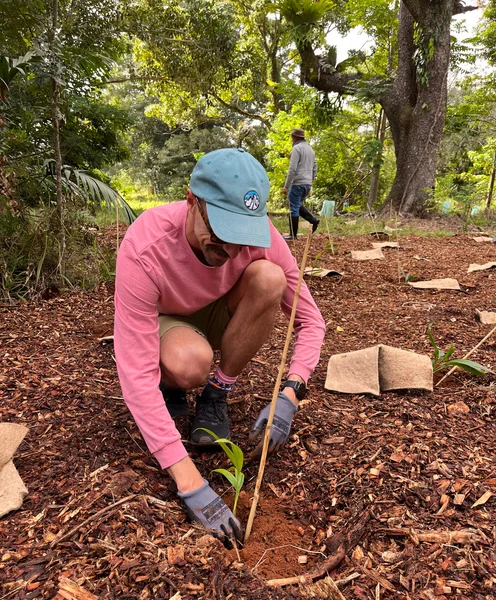 Tree planting