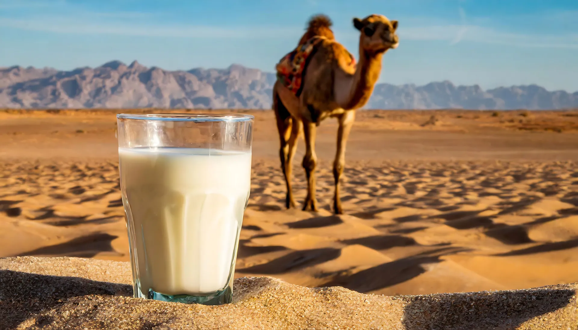 Camel in the desert with a glass of milk