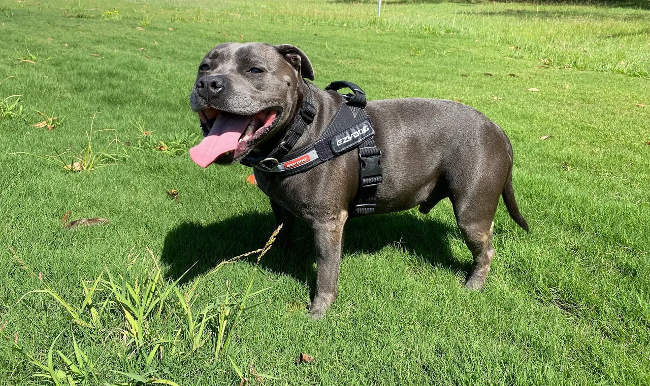 Dog in off-leash park