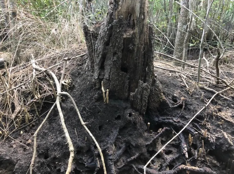 Watermouse-mound-at-the-Bli-Bli-reserve.jpg