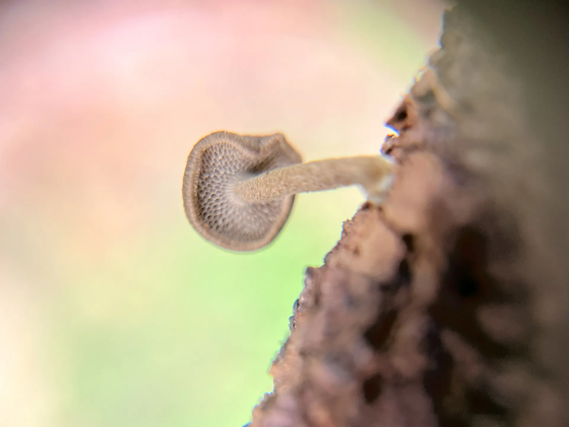 Mushroom fungi