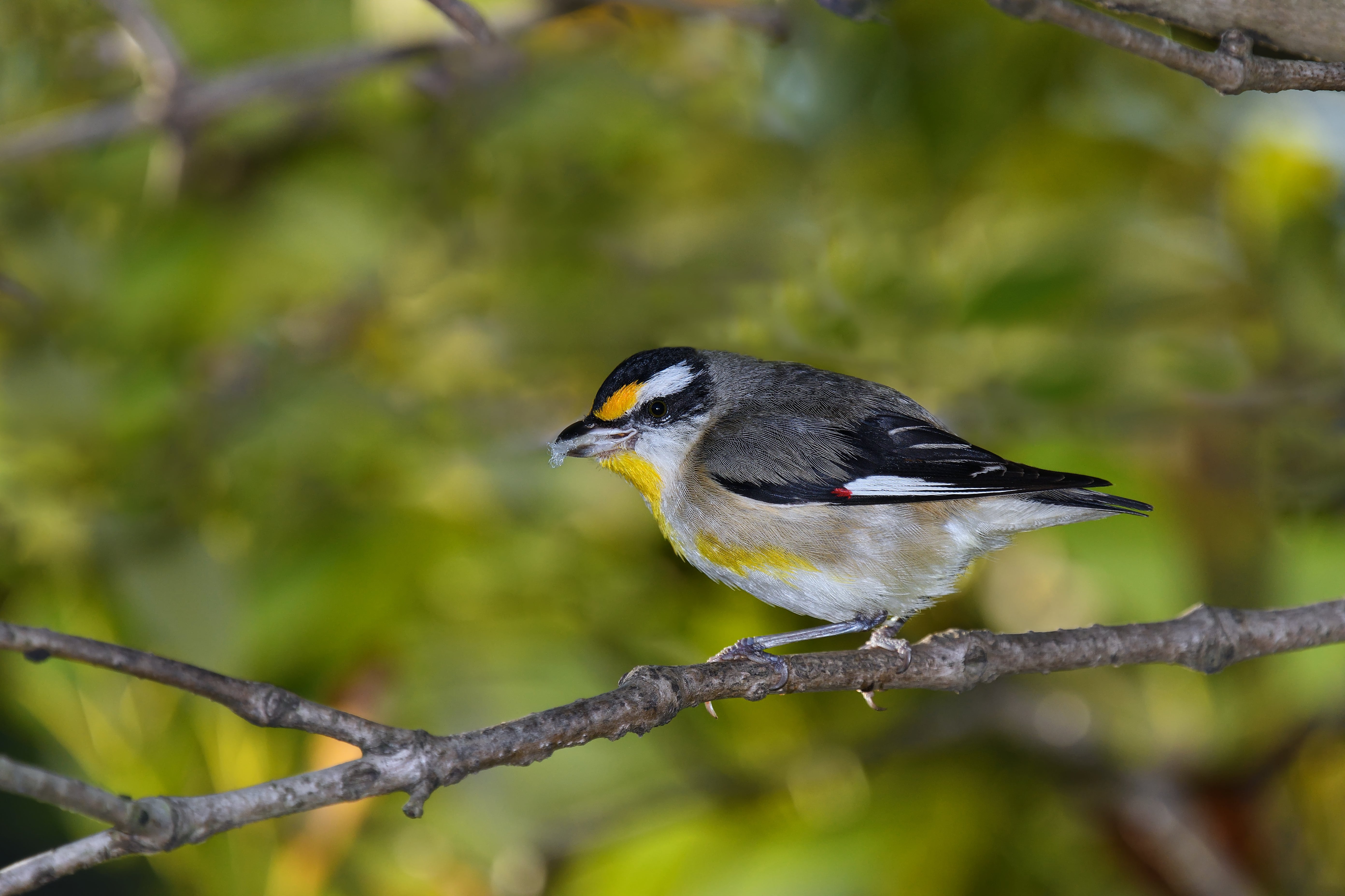 Australian adult male Striated Pardalote perched thick bush meal in its beak