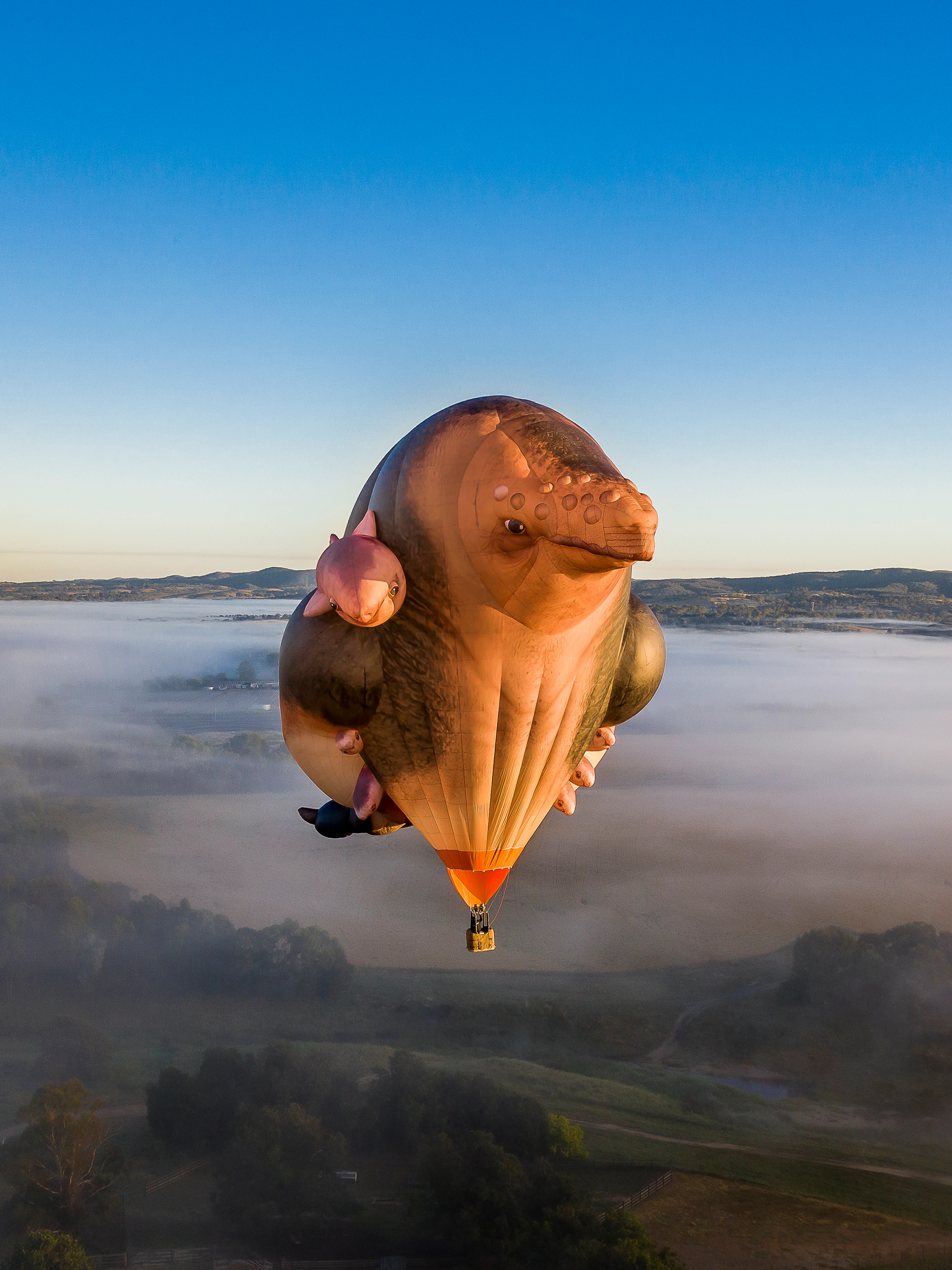 Patricia Piccinini Skywhales