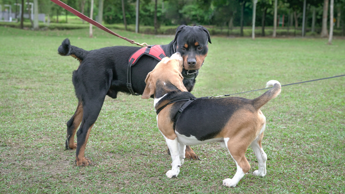 Pet owners warned after rise in dog attacks