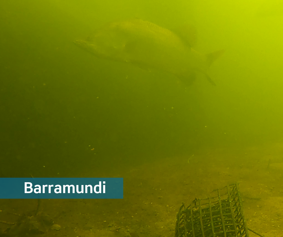 Barramundi-1-2.png