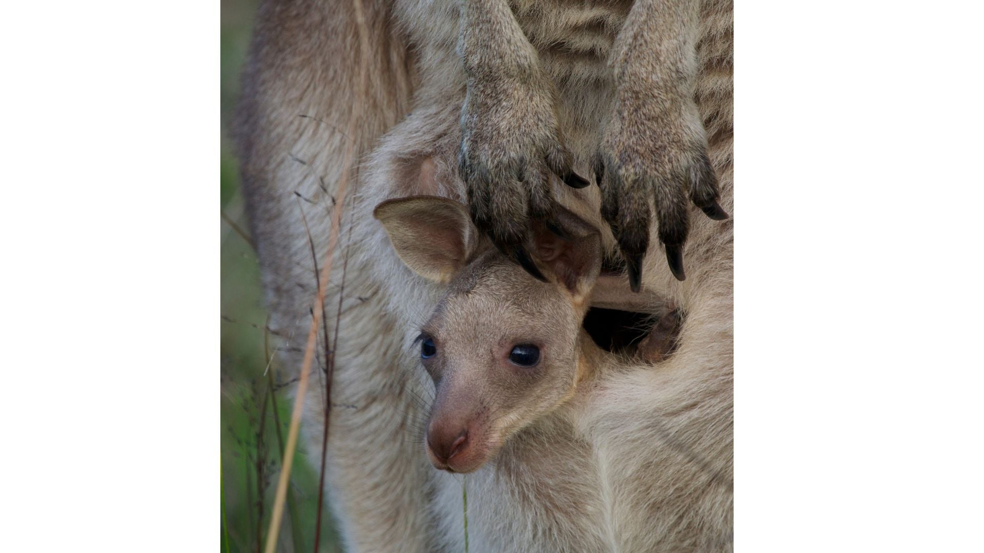joey in kangaroo pouch