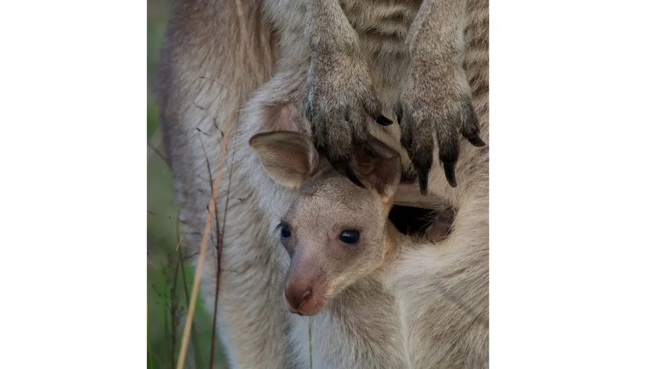 joey in kangaroo pouch