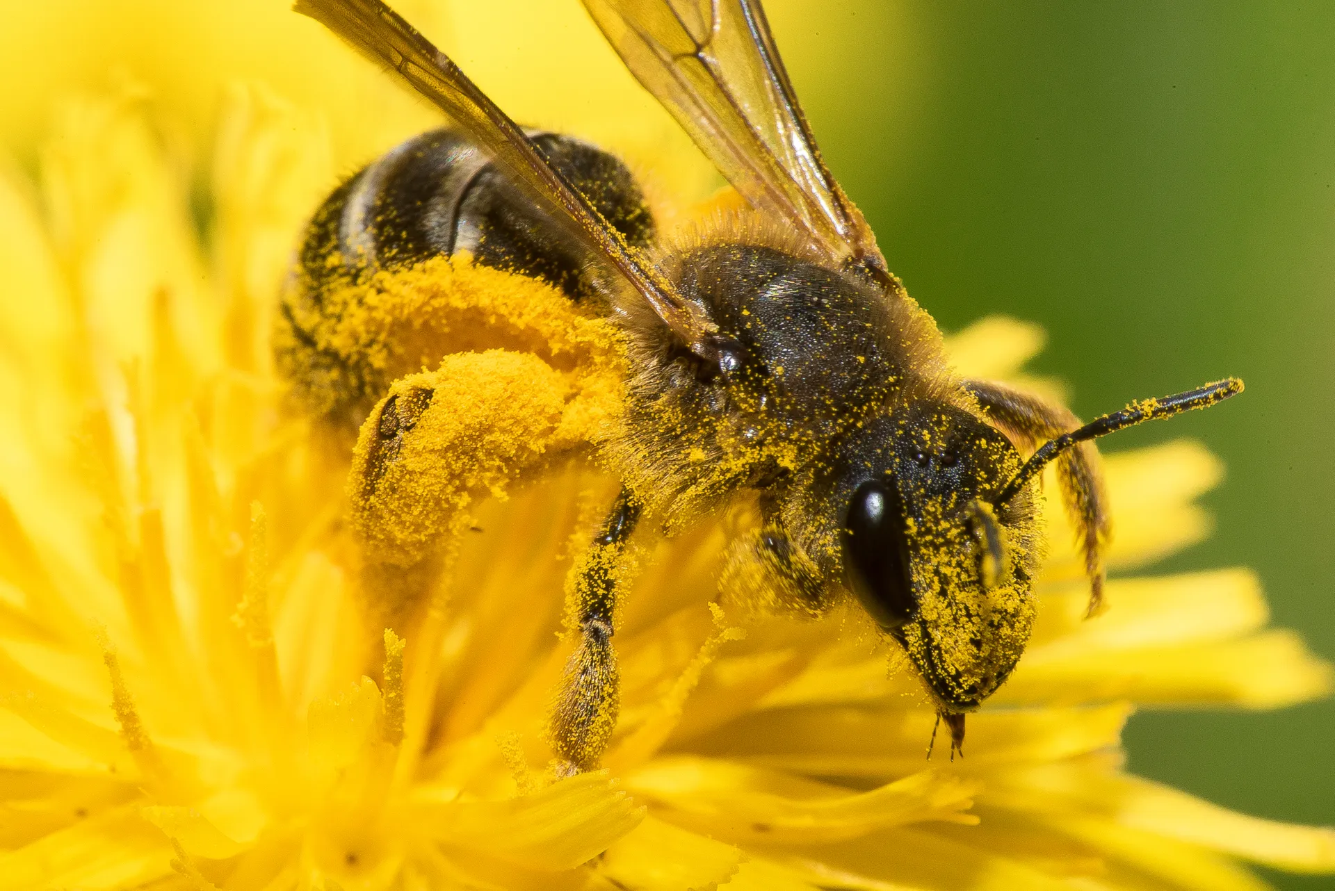 Bee covered in pollen from a yellow flower it is collecting from
