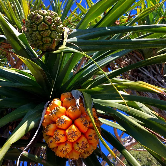 Natural-colours-of-the-pandanus-pod.jpg