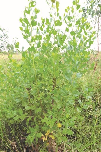 Groundsel bush plant form