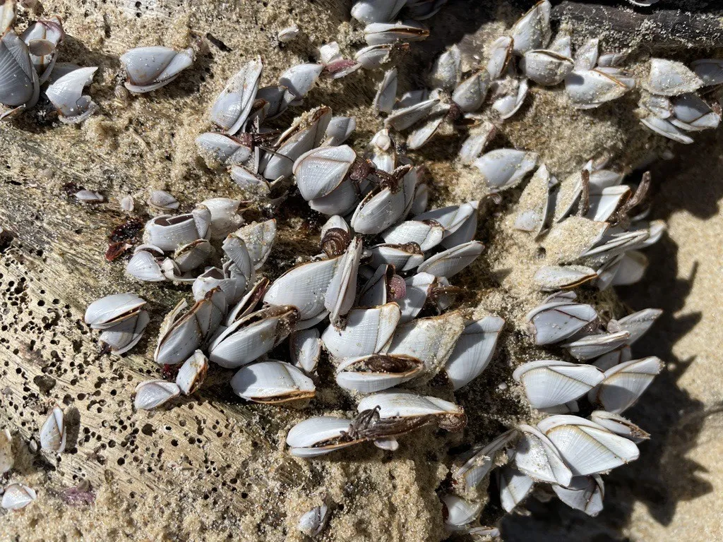 Gooseneck barnacle attached to rocks