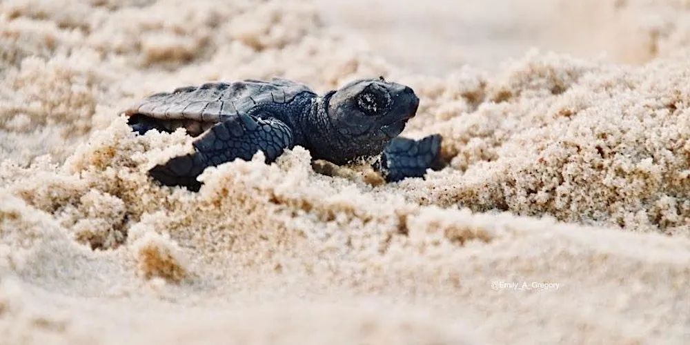 Turtle Hatchling