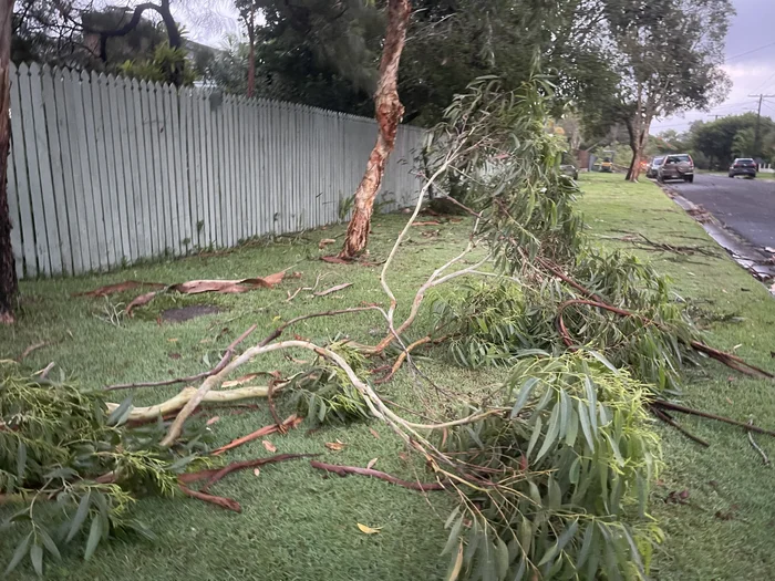 Fallen trees on grass after a storm