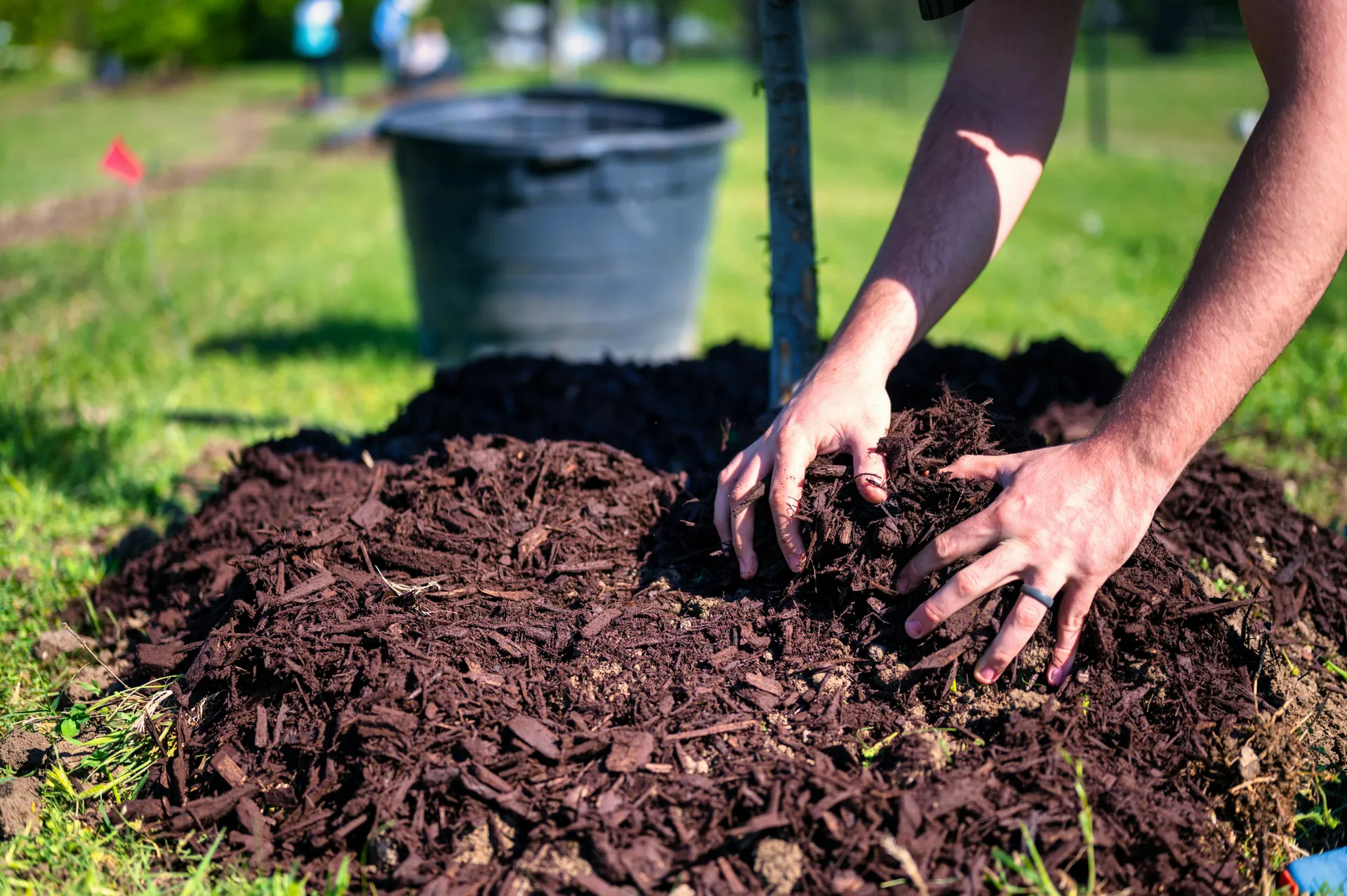 someone adding forest mulch around fruit trees