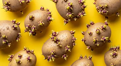 seeded potatoes