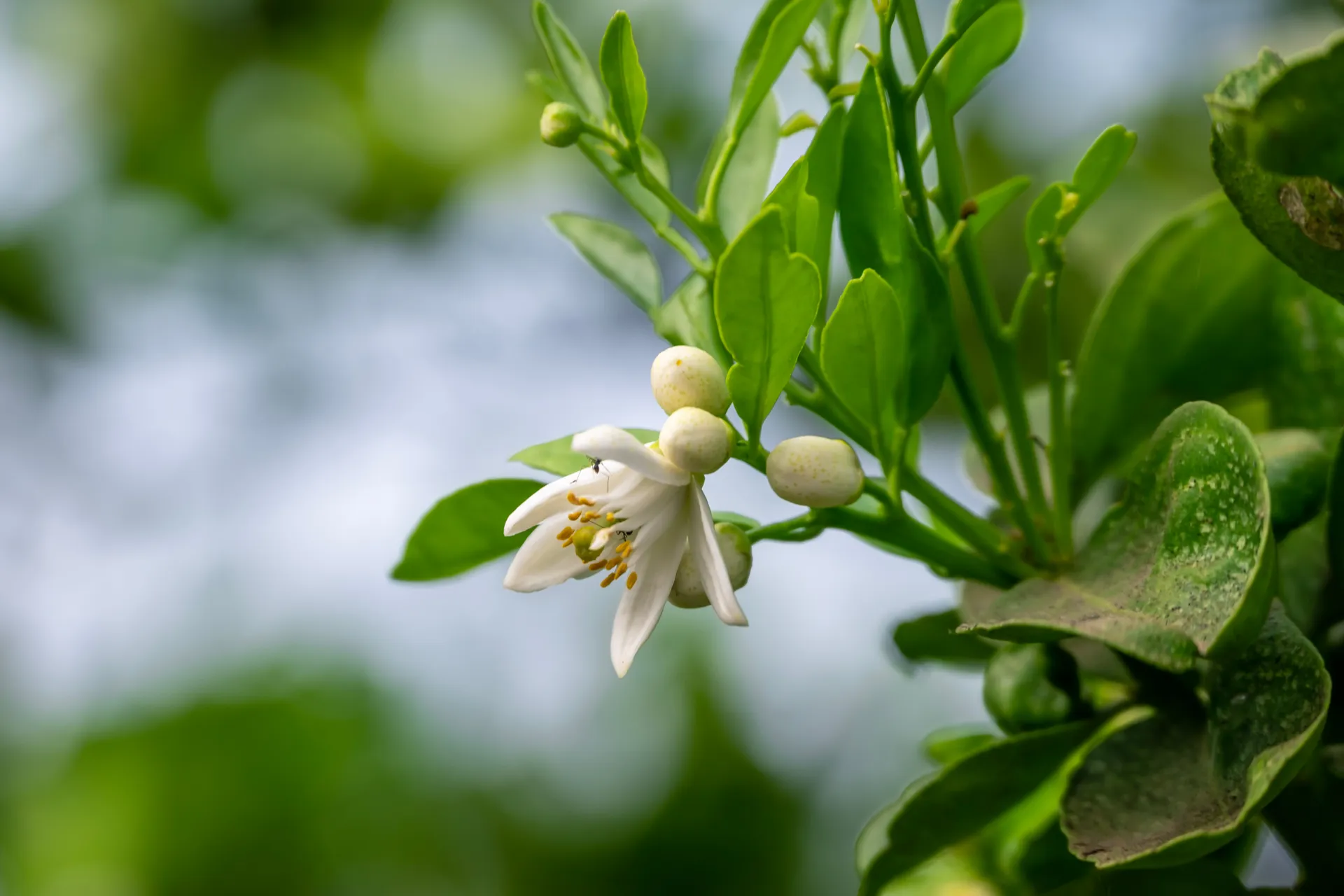 citrus buds in spring