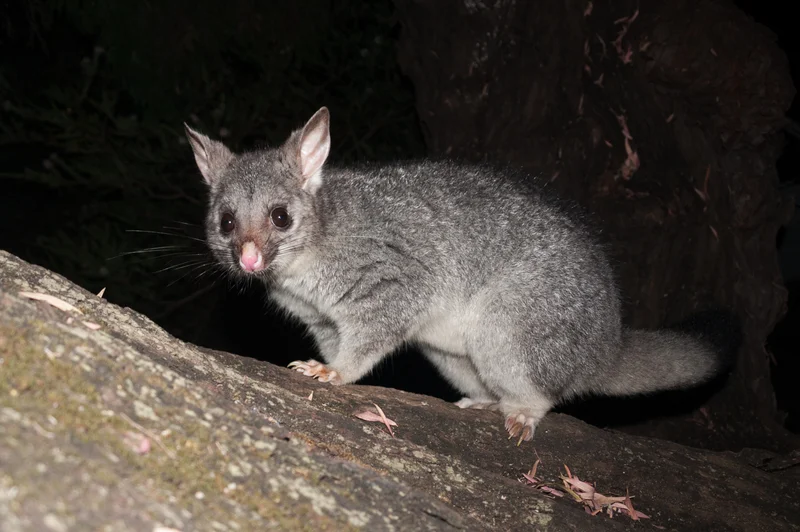 AdobeStock_98283821%20Bush%20tailed%20possum%20climbing%20down%20tree%20looking%20into%20the%20camera.jpeg