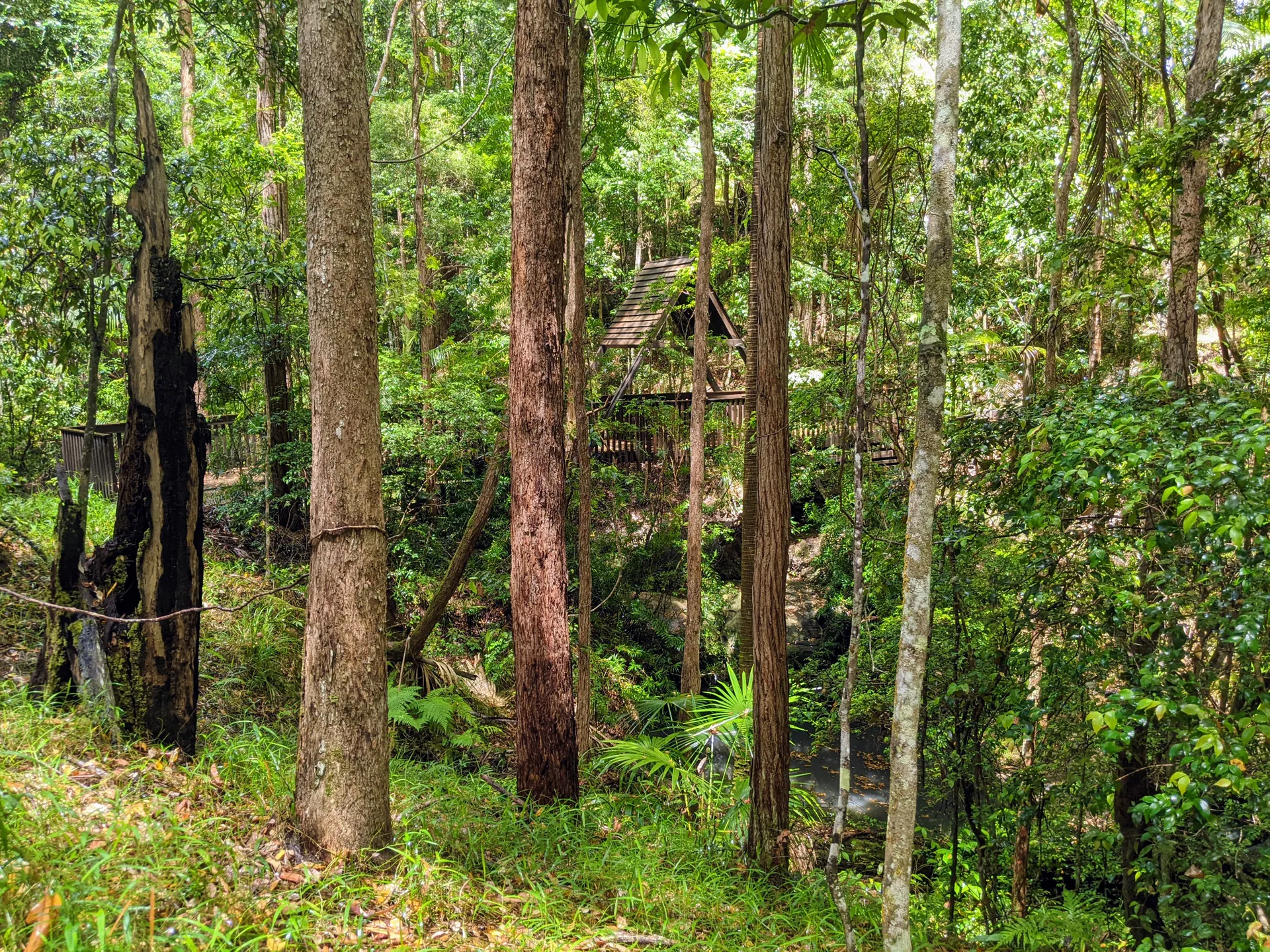 Maroochy Bushland Botanic Garden, Lagoon Walk
