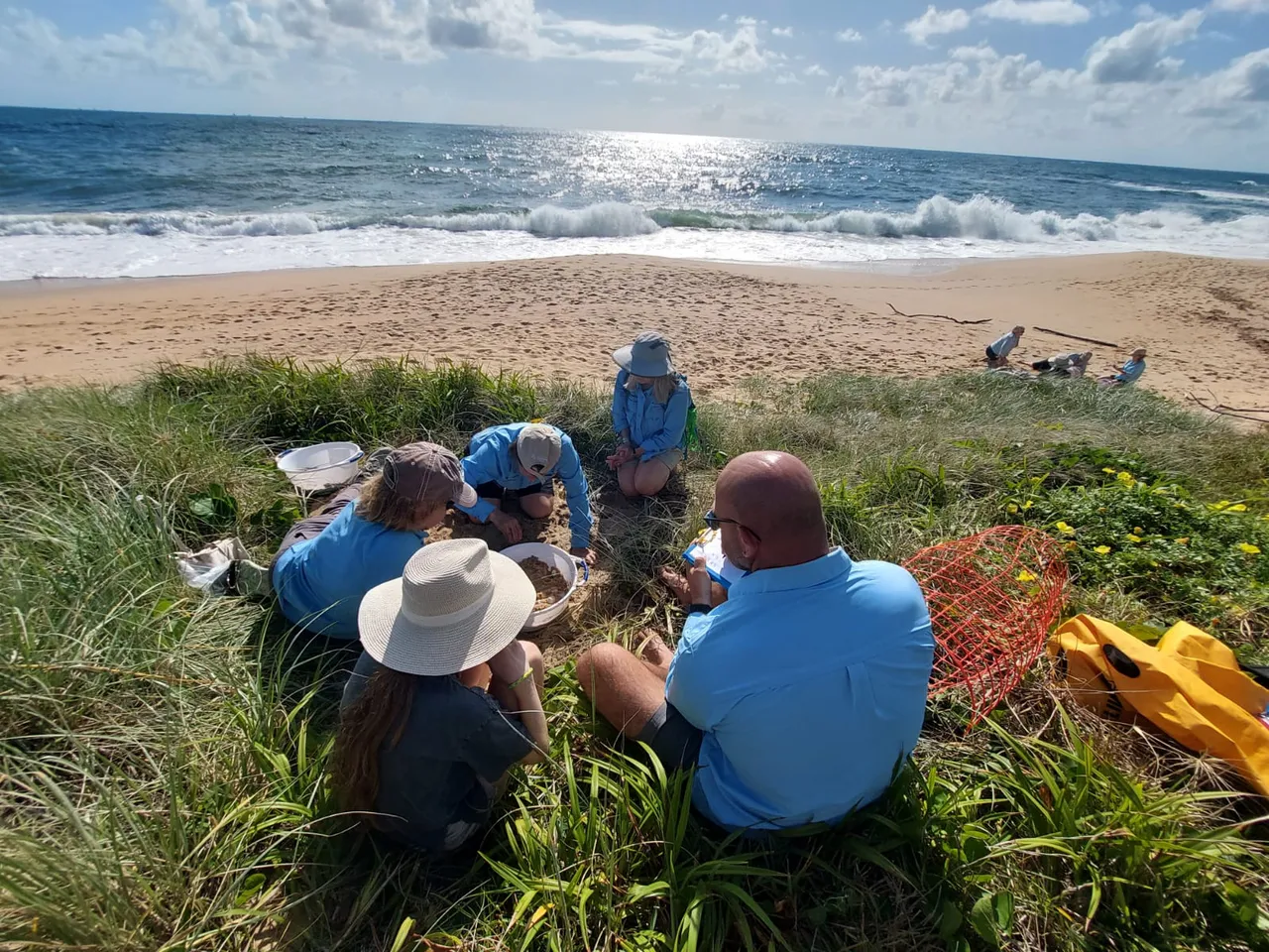 TurtleCare volunteers checking a turtle nest after it has hatched to collect scientific data on Shelly Beach