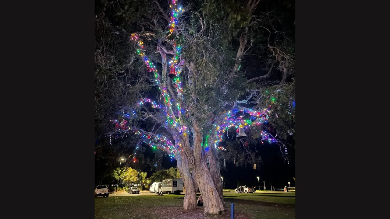 Cotton%20Tree%20resize.jpg
