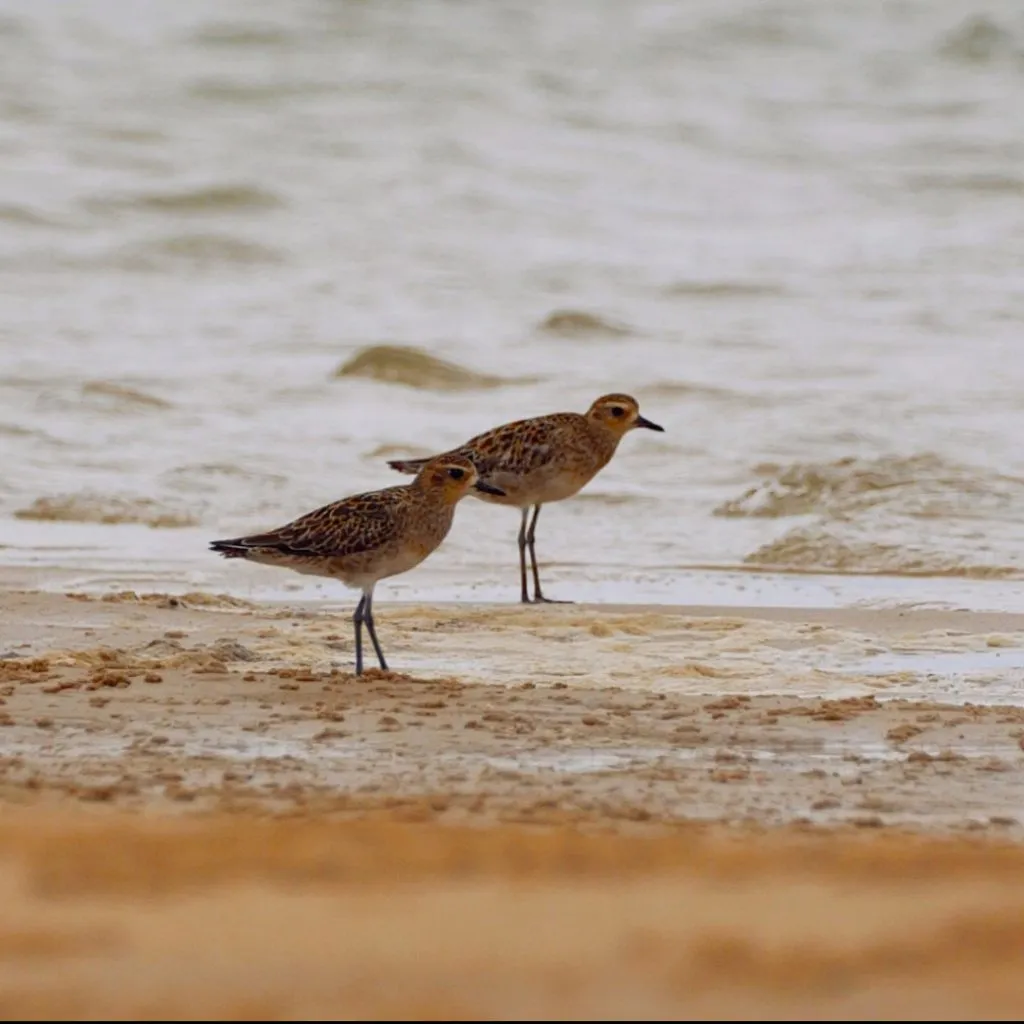 Pacific-golden-plovers-Credit-Zachary-Daguiar-1024x1024.jpg