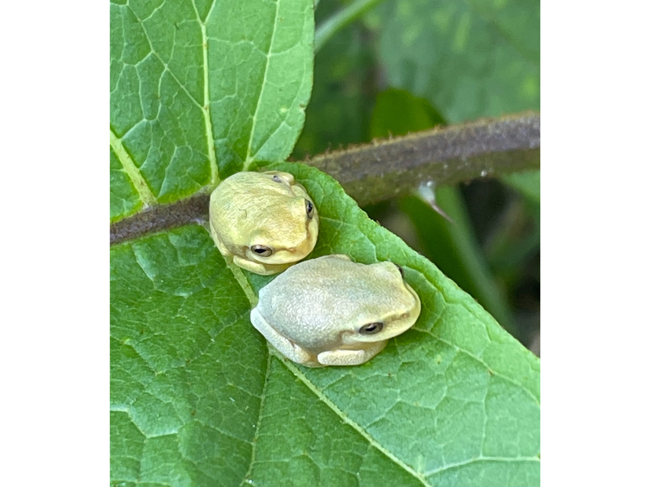 Two young graceful tree frogs.