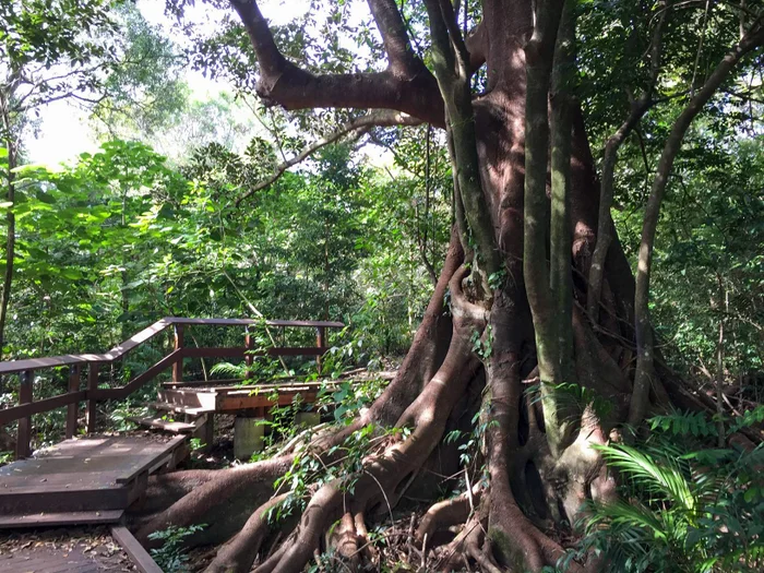 Maleny trail