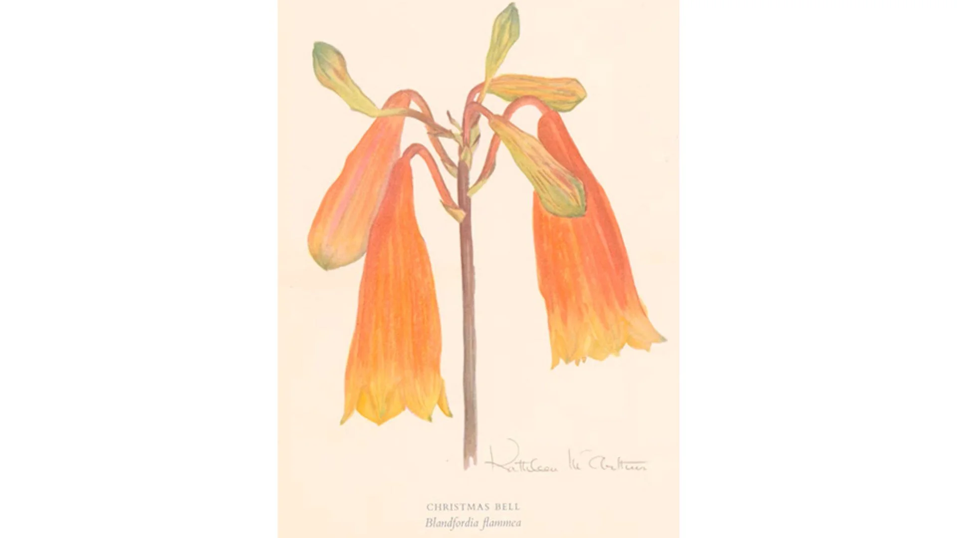 Christmas Bell, Kathleen McArthur