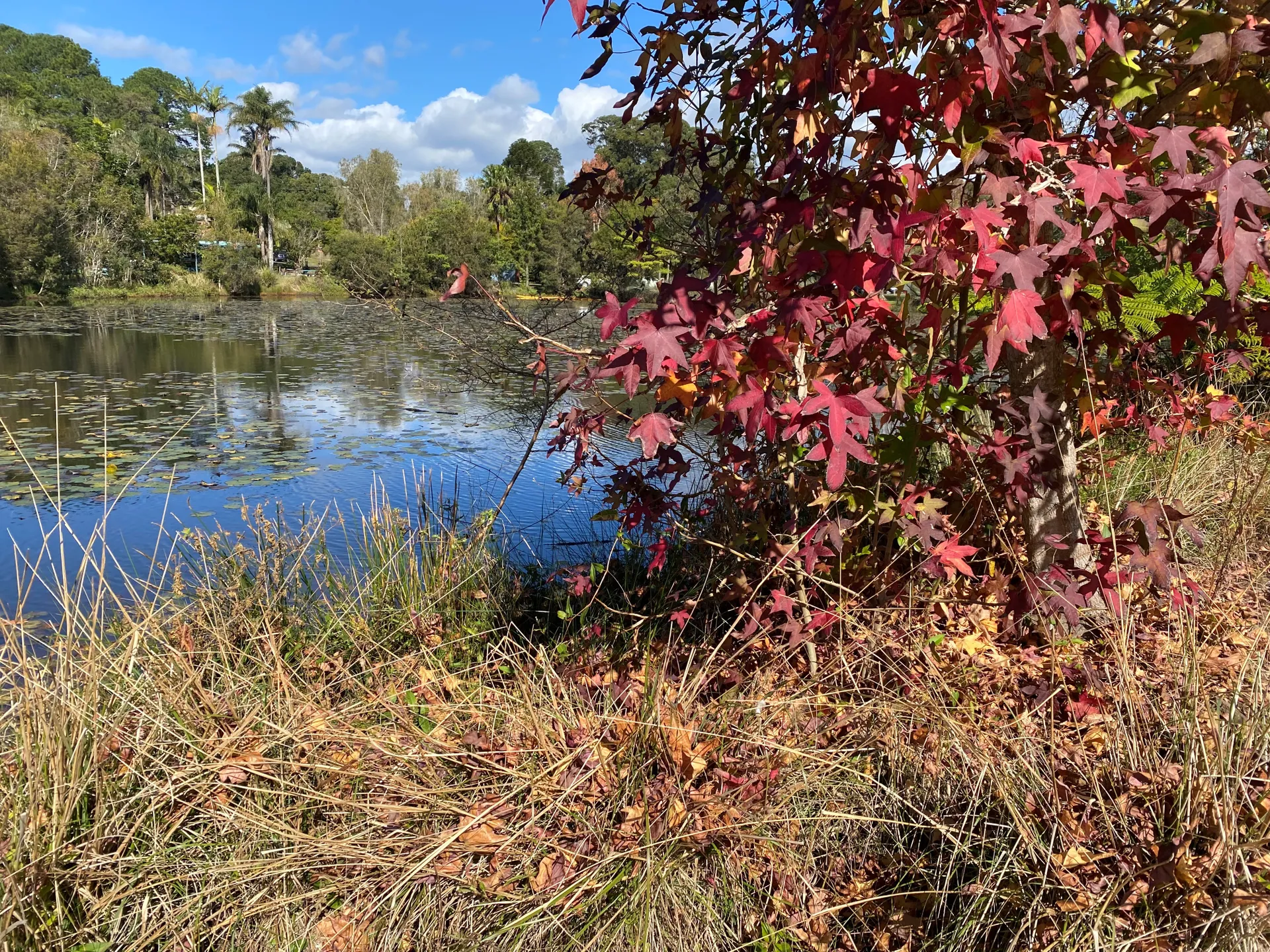 Pond at Mapleton Lilyponds Park