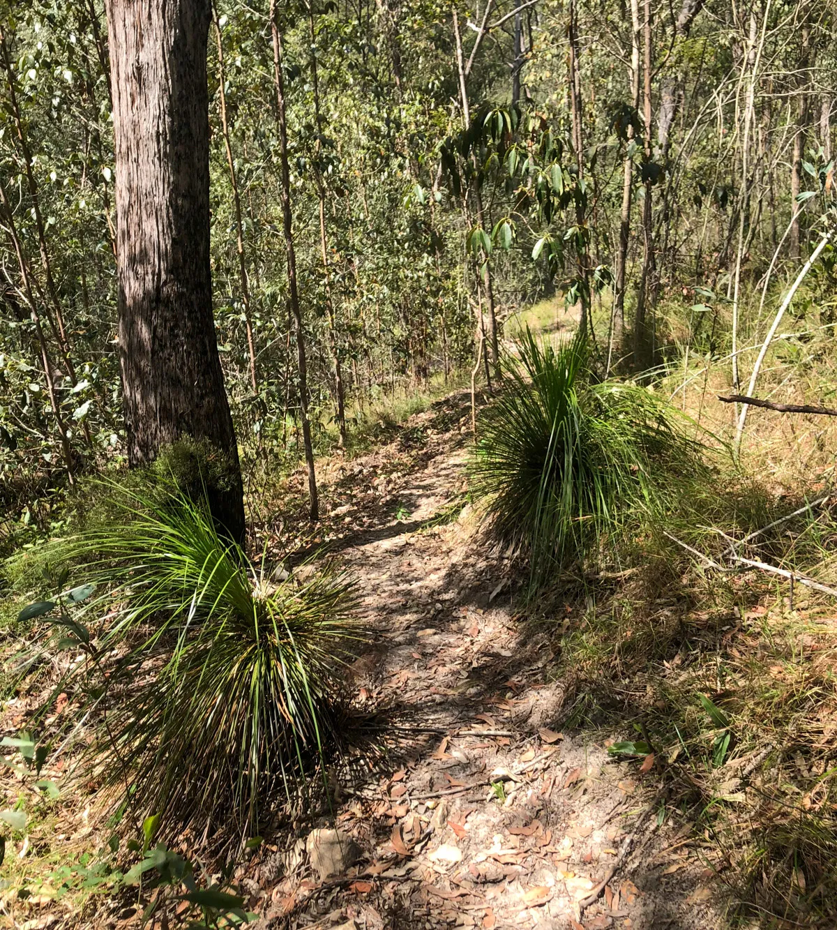 Yul-yan-man Track at Beerburrum