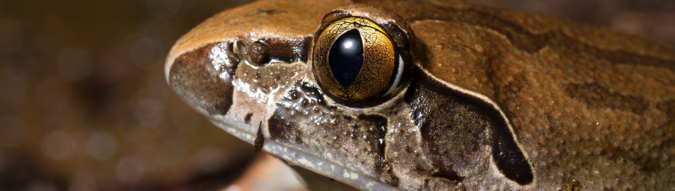 Giant barred frog (Mixophyes iteratus)