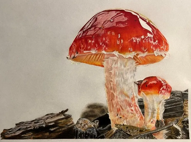 Leratiomyces-ceres.jpg