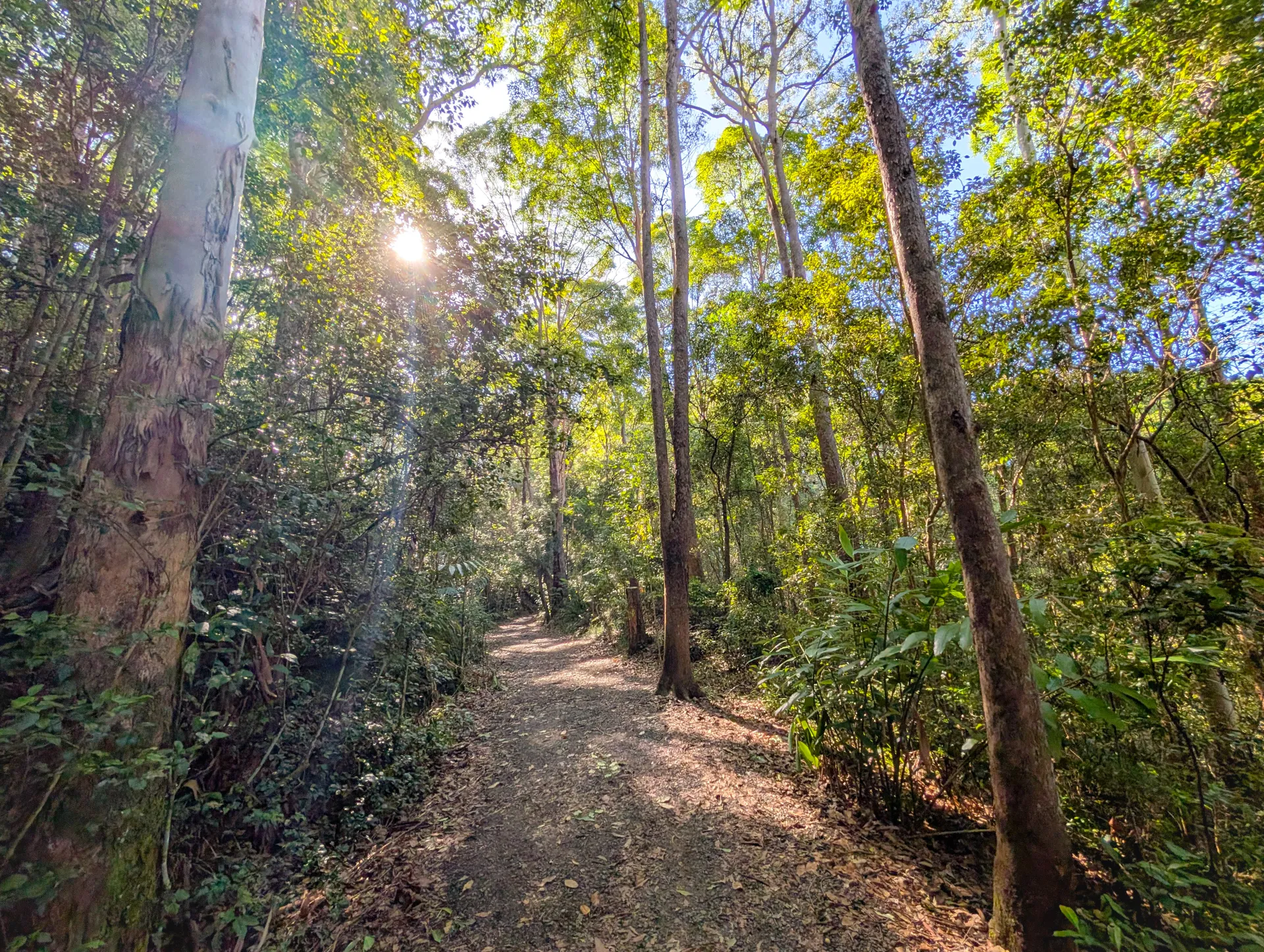 Buderim Tramway Trail