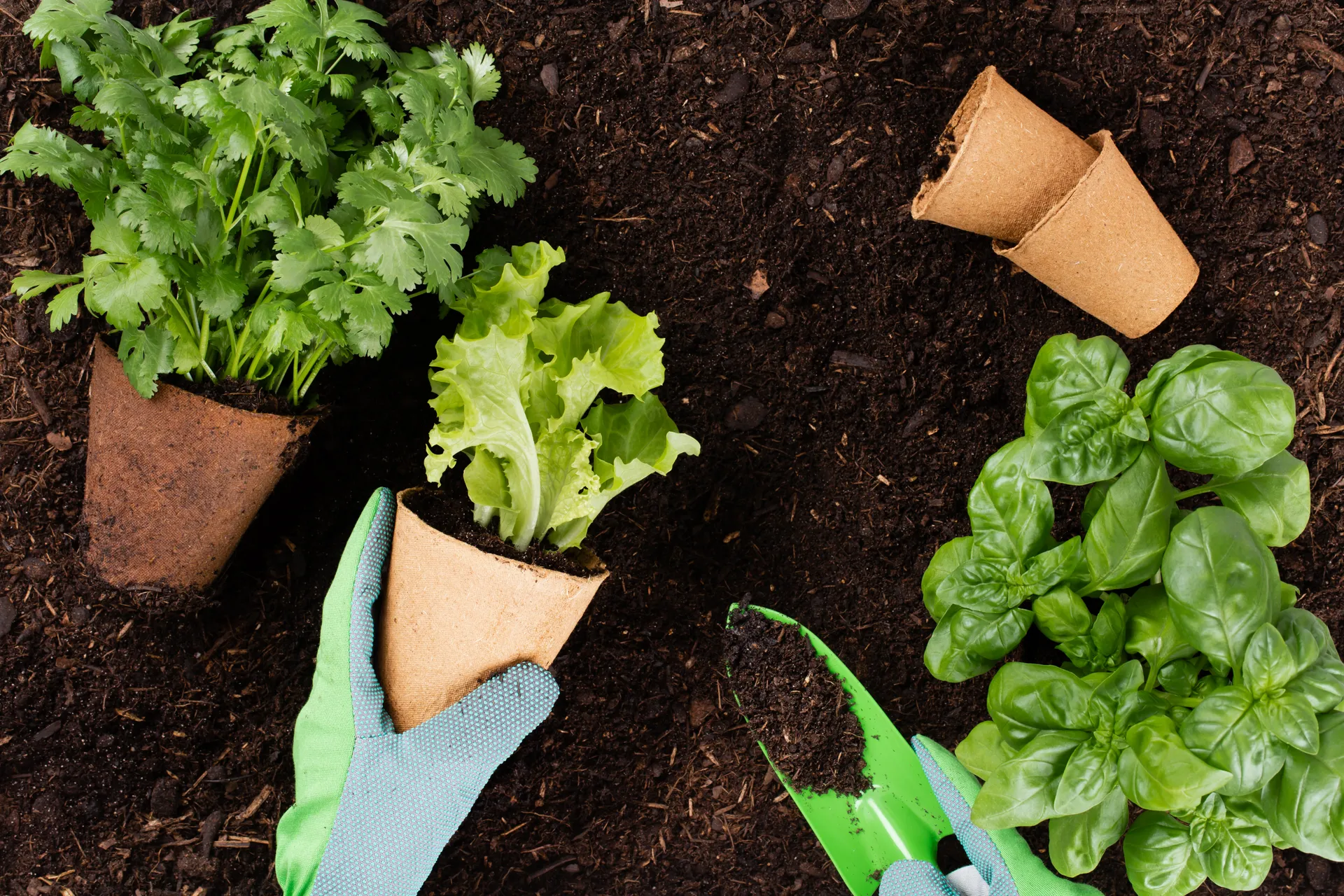 herbs grown in pots