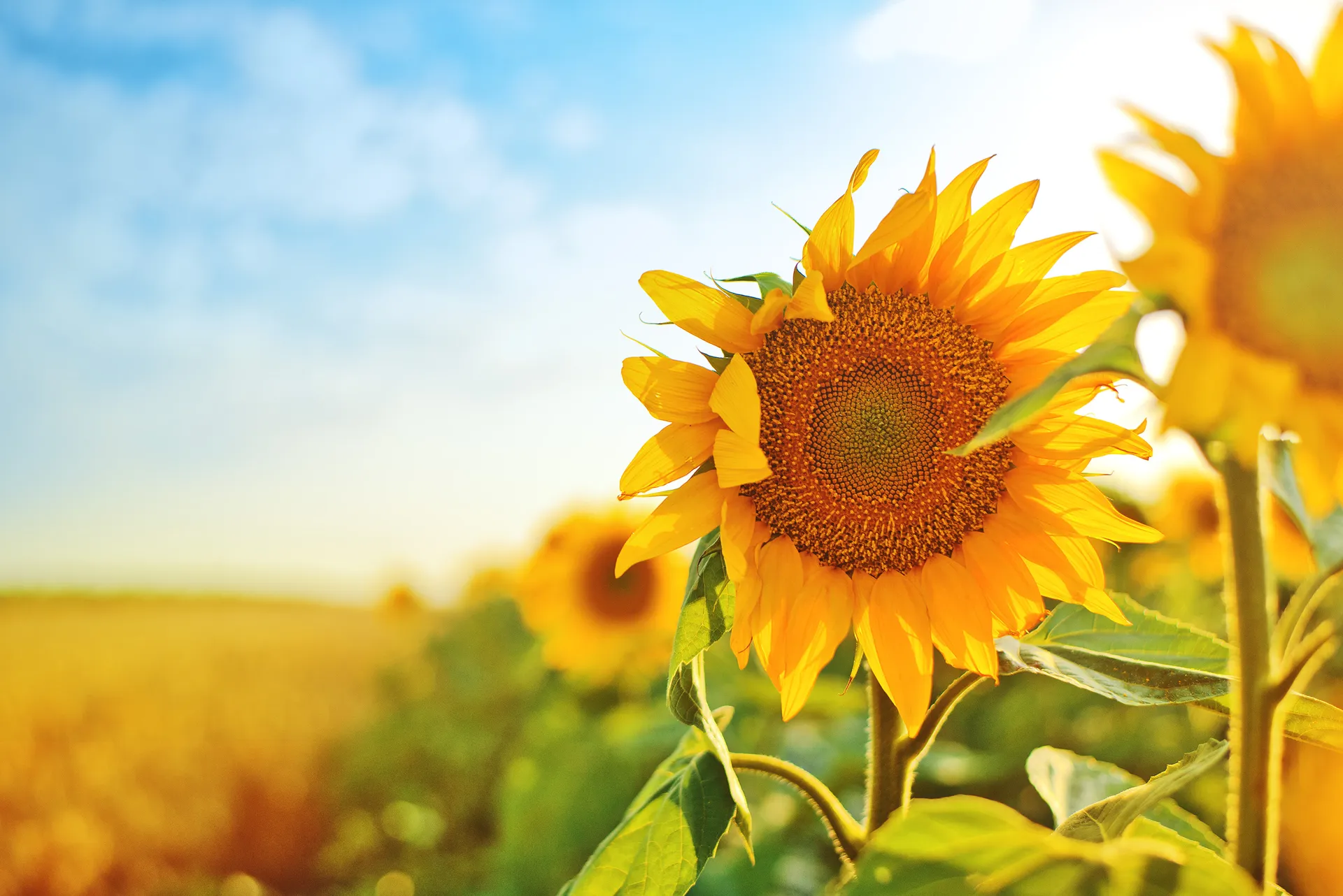 sunflower